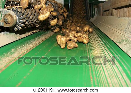 Stock Image - vegetables, potatoes, pile, heap, yield, stock. Fotosearch