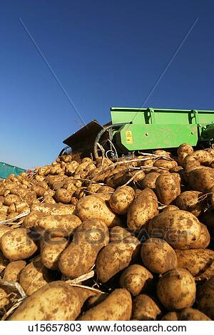 vegetables, potatoes, pile, heap, piled, heaped View Large Photo Image Stock Image - vegetables, potatoes, pile, heap, piled, heaped. Fotosearch