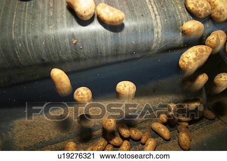 Stock Image - vegetables, potatoes, pile, heap, yield, stock. Fotosearch