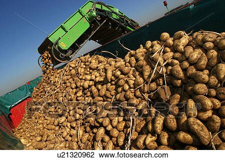 Stock Image - vegetables, potatoes, pile, heap, piled, heaped. Fotosearch
