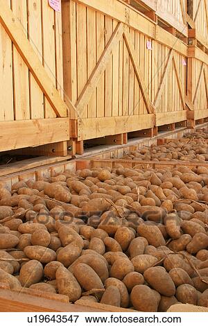 Stock Photo - vegetables, potatoes, pile, heap, piled, heaped. Fotosearch