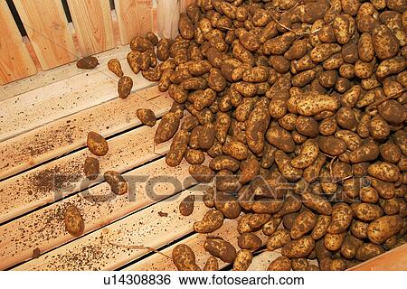 Stock Photograph - vegetables, potatoes, pile, heap, piled, heaped. Fotosearch