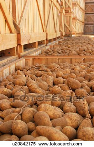Stock Photography - vegetables, potatoes, pile, heap, piled, heaped. Fotosearch