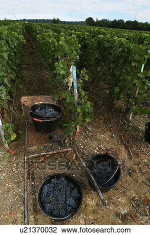Stock Image - basket, pail, container, vessel, vineyard, grape vines. Fotosearch