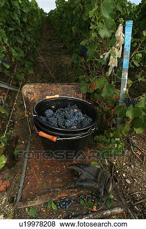 Stock Photo - basket, pail, container, vessel, vineyard, grape vines. Fotosearch