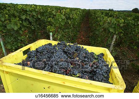 Stock Photography - crate, container, vessel, vineyard, grape vines. Fotosearch
