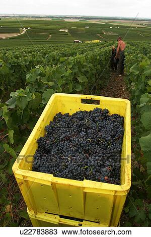 Stock Image - crates, boxes, containers, vessels, vineyard, grape vines. Fotosearch