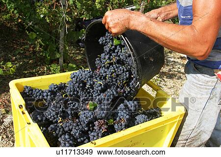 Stock Photo - worker, labor, workman, staff, plucking. Fotosearch