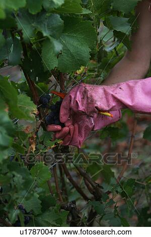 Stock Photo - worker, labor, workman, staff, plucking. Fotosearch