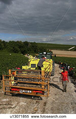 Stock Photography - worker, laborer, working, vegetation, cap, plastic. Fotosearch