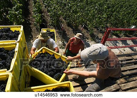 workers, labor, workman, staff, men, crates View Large Photo Image Stock Image - workers, labor, workman, staff, men, crates. Fotosearch