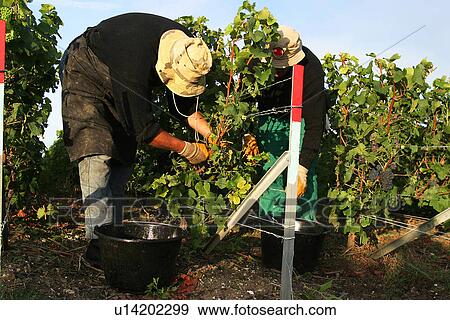 workers, labor, workman, staff, men, plucking View Large Photo Image Stock Photo - workers, labor, workman, staff, men, plucking. Fotosearch