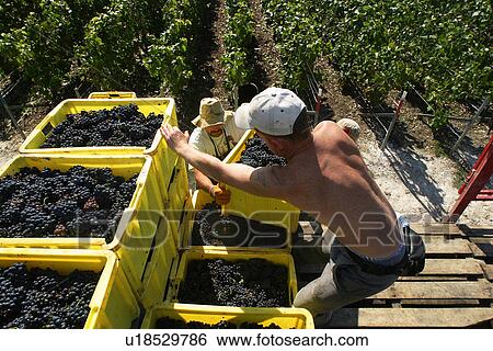 Stock Photograph - workers, labor, workman, staff, men, crates. Fotosearch