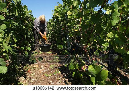 working, path, worker, holding, collecting, female View Large Photo Image Stock Image - working, path, worker, holding, collecting, female. Fotosearch