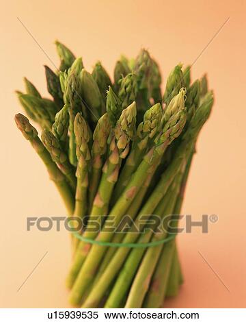 Asparagus Tied with a Rubber Band, Close Up View Large Photo Image Stock Photography - Asparagus Tied with a Rubber Band, Close Up. Fotosearch