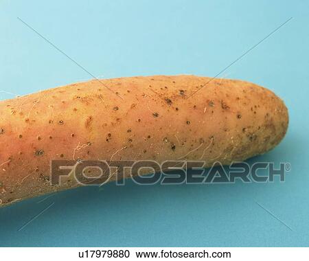 Stock Image - Chinese Yam, Close Up. Fotosearch