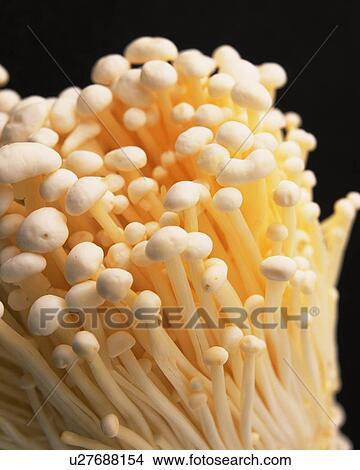 Picture - Enokidake Mushrooms, Close Up. Fotosearch