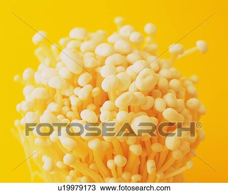 Enokidake Mushrooms, Close Up View Large Photo Image Stock Image - Enokidake Mushrooms, Close Up. Fotosearch