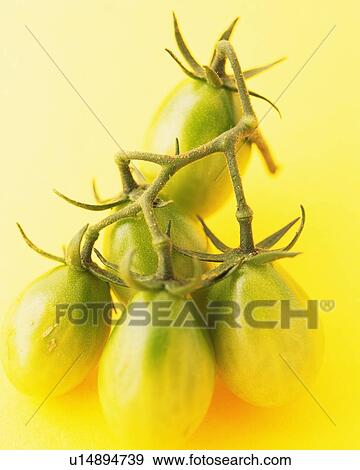 Five Cherry Tomato, Front View, View Large Photo Image Stock Photo - Five Cherry Tomato, Front View, . Fotosearch