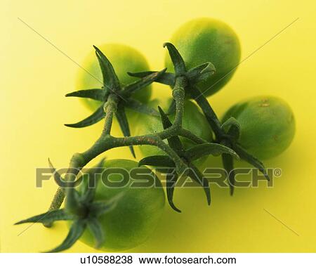 Five Green Cherry Tomato, High Angle View, Close Up View Large Photo Image Stock Photo - Five Green Cherry Tomato, High Angle View, Close Up. Fotosearch