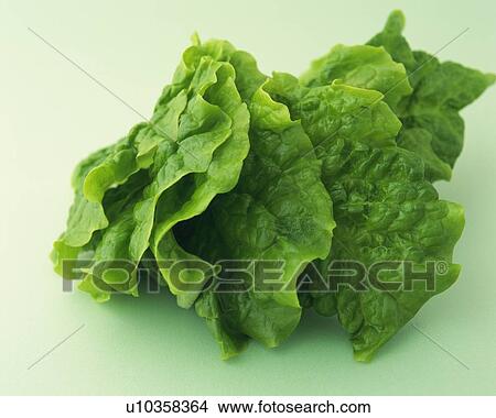 Picture - Green Leaf, High Angle View. Fotosearch