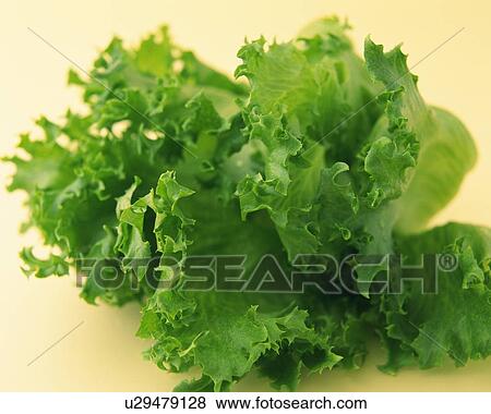 Green Leaf Lettuce, Close Up View Large Photo Image Stock Photo - Green Leaf Lettuce, Close Up. Fotosearch