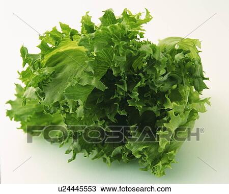 Green Leaf Lettuce, High Angle View View Large Photo Image Stock Image - Green Leaf Lettuce, High Angle View. Fotosearch