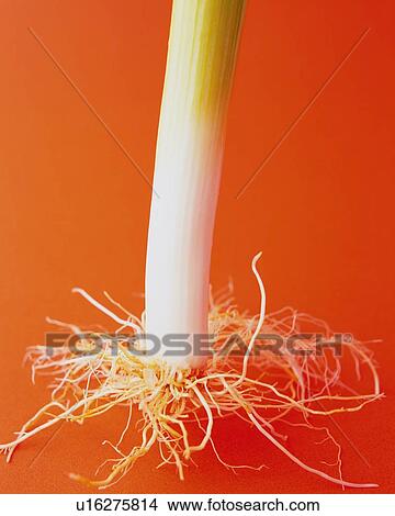 Green Onion with Roots, Close Up View Large Photo Image Picture - Green Onion with Roots, Close Up. Fotosearch