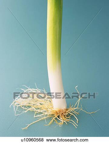 Stock Photo - Green Onion with Roots, Close Up. Fotosearch