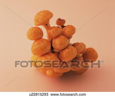 Stock Image - Nameko Mushrooms, High Angle View. Fotosearch