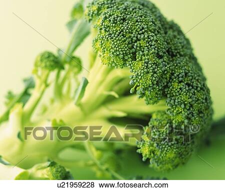 Stock Photo - One Broccoli, Close Up. Fotosearch