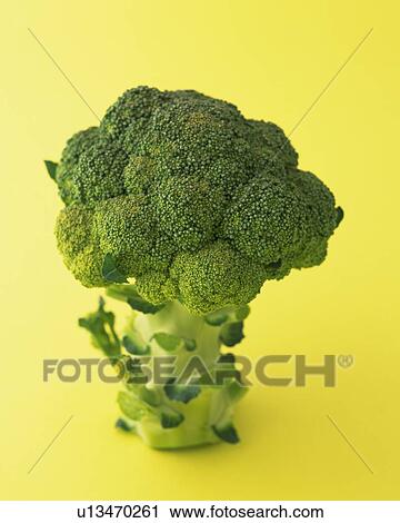 One Broccoli, High Angle View View Large Photo Image Stock Image - One Broccoli, High Angle View. Fotosearch