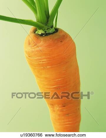 Stock Photograph - One Carrot, Close Up. Fotosearch