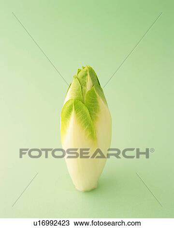 Stock Image - One Chicory, Front View, Copy Space. Fotosearch
