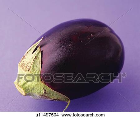 One Eggplant, Close Up View Large Photo Image Picture - One Eggplant, Close Up. Fotosearch