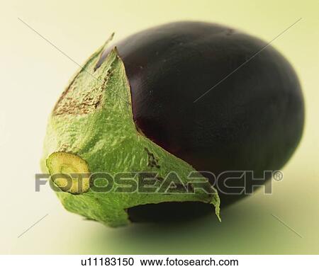 One Eggplant, Close Up View Large Photo Image Stock Image - One Eggplant, Close Up. Fotosearch