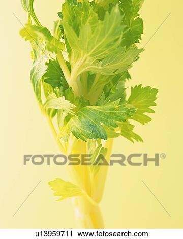 One Head of Celery, High Angle View View Large Photo Image Stock Image - One Head of Celery, High Angle View. Fotosearch