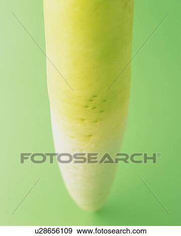 Stock Photo - One Japanese Radish, Close Up. Fotosearch