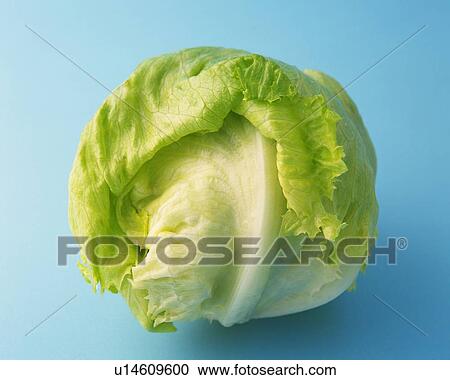 One Lettuce, High Angle View View Large Photo Image Stock Image - One Lettuce, High Angle View. Fotosearch