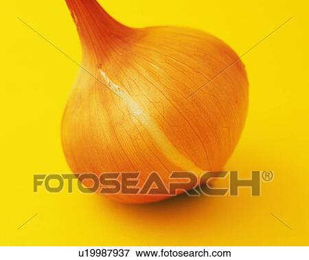 One Onion, High Angle View View Large Photo Image Stock Photo - One Onion, High Angle View. Fotosearch