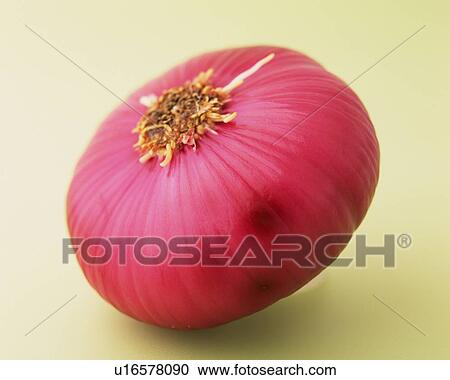 One Red Onion, Close Up View Large Photo Image Stock Image - One Red Onion, Close Up. Fotosearch