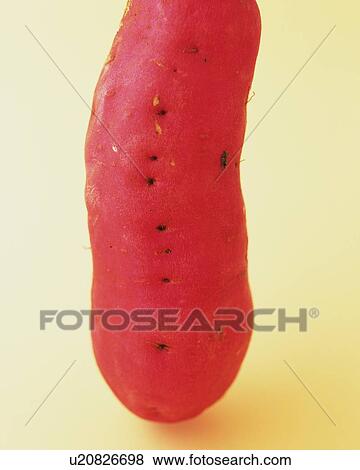 One Sweet Potato, Close Up View Large Photo Image Stock Photo - One Sweet Potato, Close Up. Fotosearch
