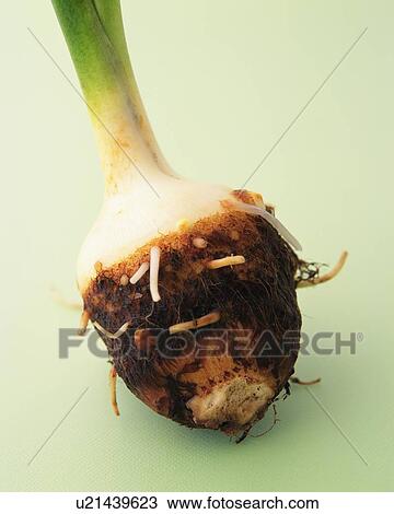 Stock Image - One Taro, Close Up. Fotosearch