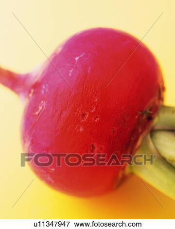Stock Photo - One Turnip, Close Up. Fotosearch