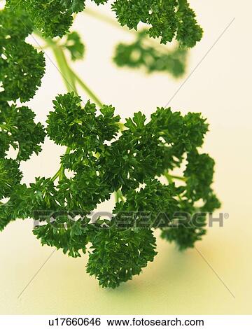 Parsley, Close Up View Large Photo Image Stock Photograph - Parsley, Close Up. Fotosearch