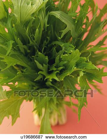 Potherb Mustard, High Angle View, Close Up View Large Photo Image Stock Photo - Potherb Mustard, High Angle View, Close Up. Fotosearch