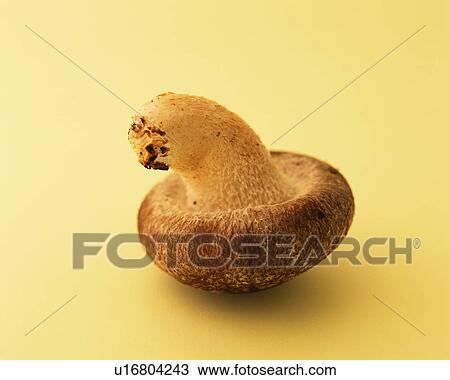 Stock Image - Shiitake Mushroom, Up Side Down, Close Up. Fotosearch