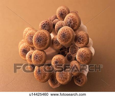 Shimeji Mushrooms, High Angle View, Close Up View Large Photo Image Stock Image - Shimeji Mushrooms, High Angle View, Close Up. Fotosearch