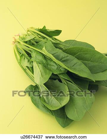 Stock Photo - Spinach, High Angle View. Fotosearch