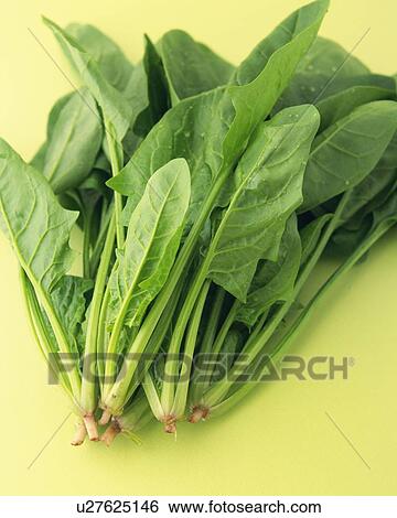 Spinach, High Angle View View Large Photo Image Stock Photograph - Spinach, High Angle View. Fotosearch